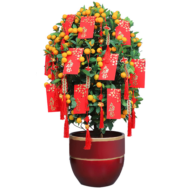 Lovely garden (Kumquat Tree 80cm)