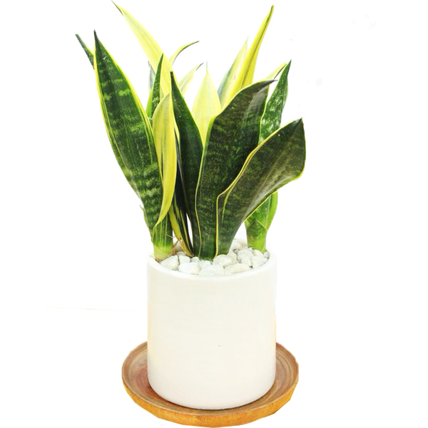 Renew (Snake Plant 30cm)