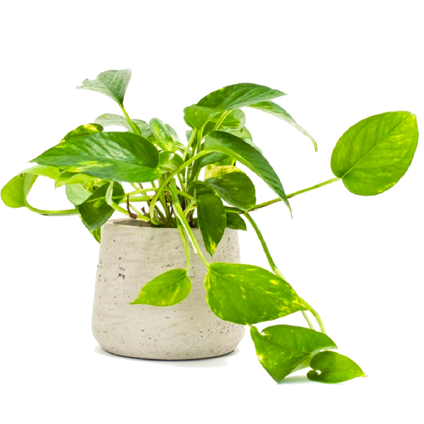 Freshness (Golden Pothos)