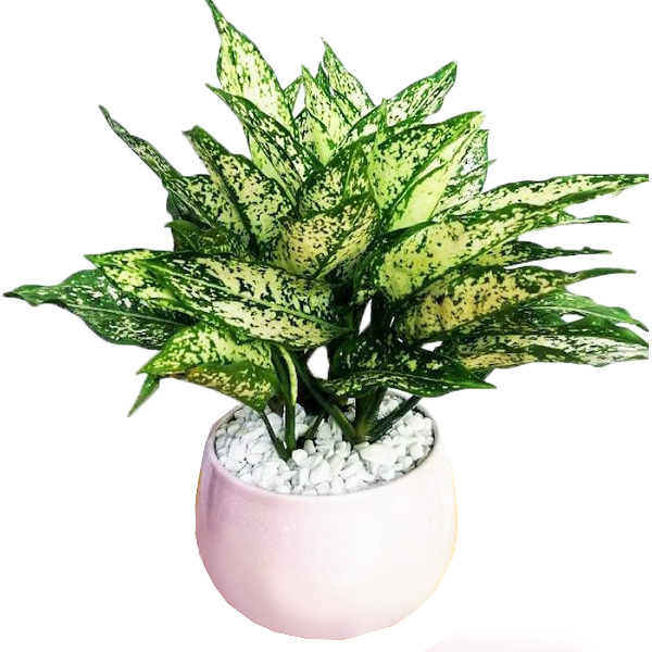 New fancy thing (Aglaonema Snow White)