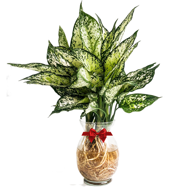 Forest (Aglaonema Snow White)